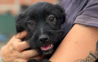 2026_Nordic-Strays-Chilli_00 (5)