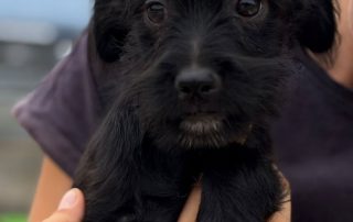 2026_Nordic-Strays-Chilli_00 (6)