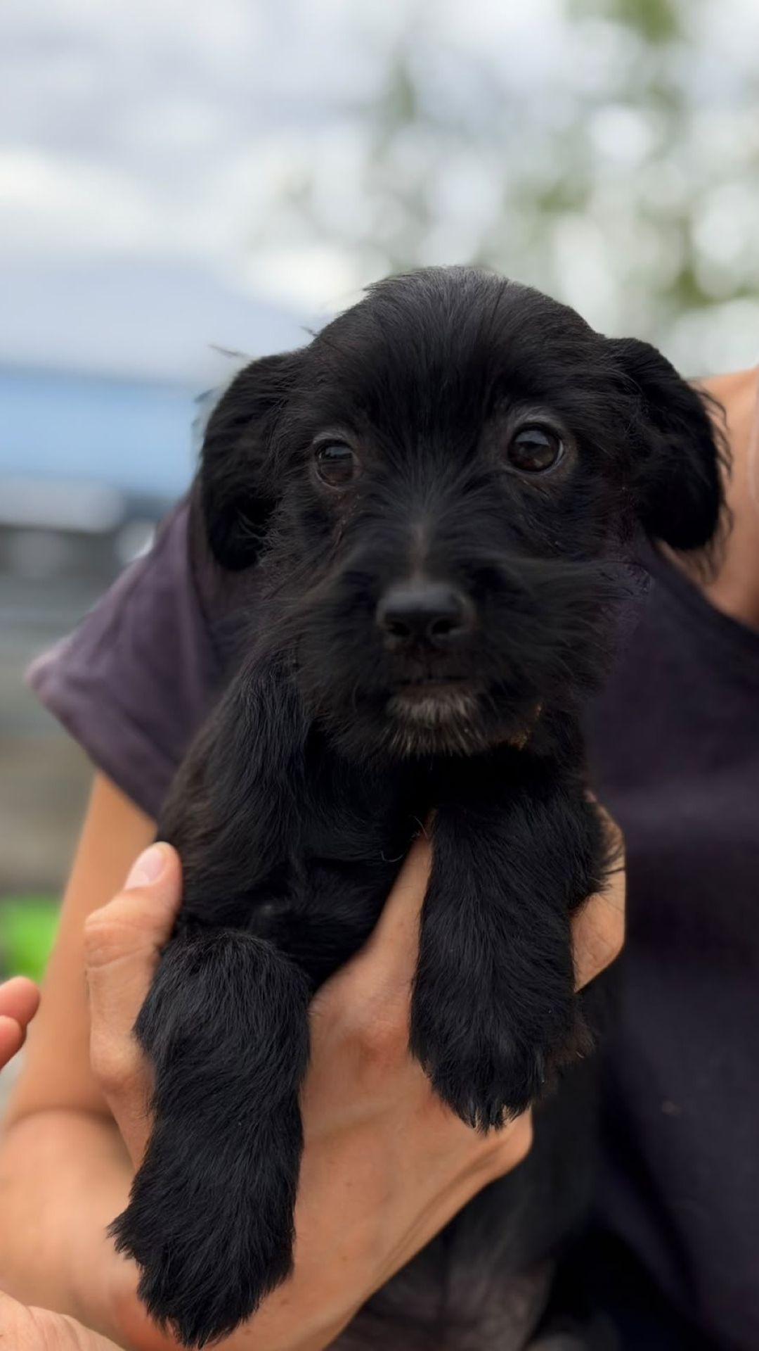2026_Nordic-Strays-Chilli_00 (6)