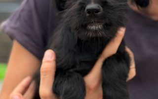 2026_Nordic-Strays-Chilli_00 (7)