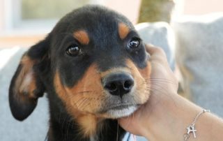 2026_Nordic-Strays-Cory_00 (0)