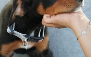 2026_Nordic-Strays-Cory_00 (1)
