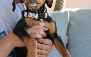 2026_Nordic-Strays-Cory_00 (2)