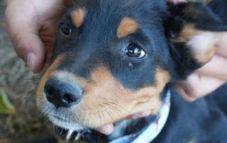 2026_Nordic-Strays-Cory_00 (4)