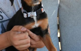 2026_Nordic-Strays-Cory_00 (5)