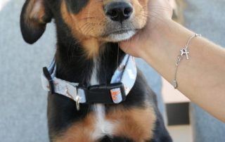 2026_Nordic-Strays-Cory_00 (9)