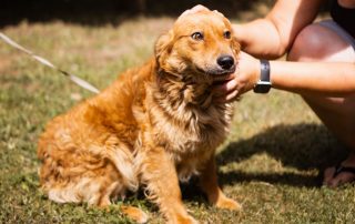 2026_Nordic-Strays-Fahro_00 (10)