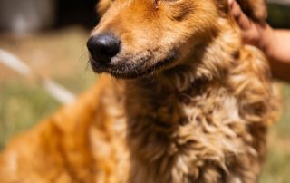 2026_Nordic-Strays-Fahro_00 (15)
