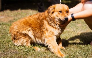 2026_Nordic-Strays-Fahro_00 (2)