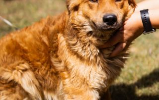 2026_Nordic-Strays-Fahro_00 (4)