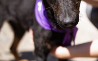 2026_Nordic-Strays-Freddie_00 (1)
