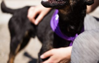 2026_Nordic-Strays-Freddie_00 (3)