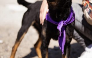 2026_Nordic-Strays-Freddie_00 (4)