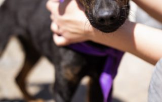 2026_Nordic-Strays-Freddie_00 (5)