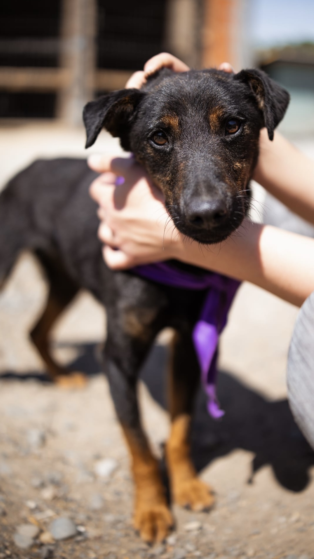 2026_Nordic-Strays-Freddie_00 (5)