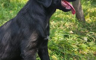 2026_Nordic-Strays-Hugo_00 (1)