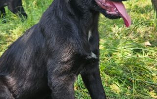 2026_Nordic-Strays-Hugo_00 (2)