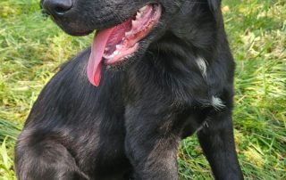 2026_Nordic-Strays-Hugo_00 (3)