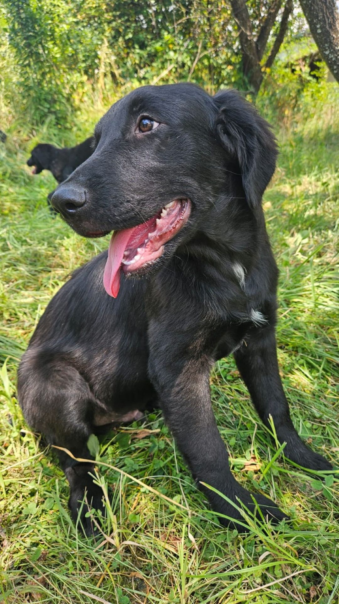 2026_Nordic-Strays-Hugo_00 (3)