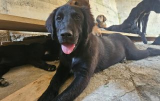 2026_Nordic-Strays-Hugo_00 (4)