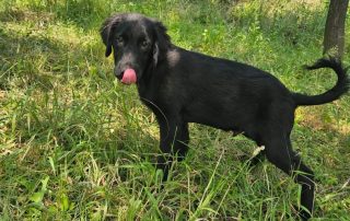 2026_Nordic-Strays-Hugo_00 (5)