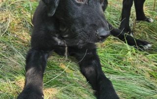 2026_Nordic-Strays-Ivy_00 (1)