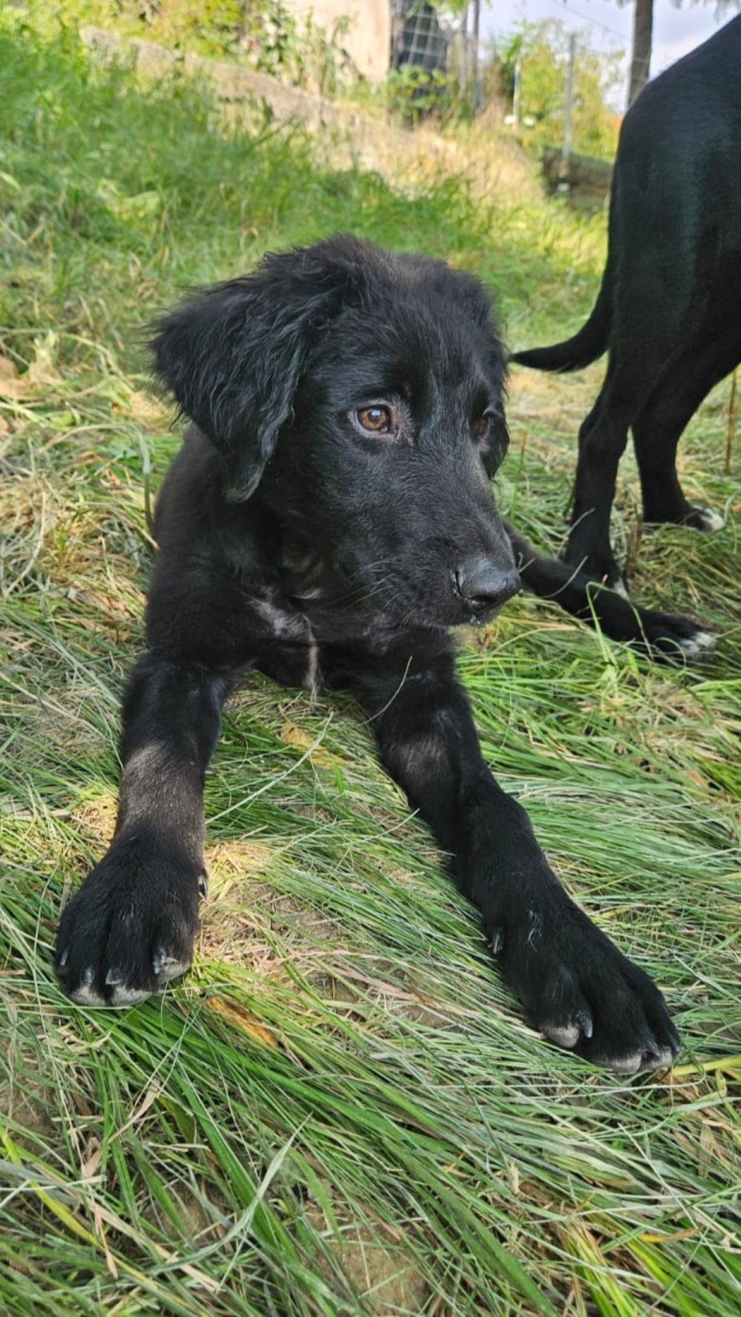 2026_Nordic-Strays-Ivy_00 (1)