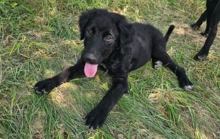 2026_Nordic-Strays-Ivy_00 (3)