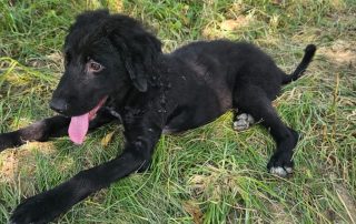 2026_Nordic-Strays-Ivy_00 (4)