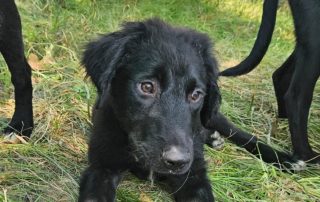 2026_Nordic-Strays-Ivy_00 (5)
