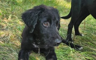 2026_Nordic-Strays-Ivy_00 (6)