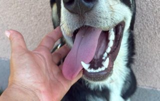 2026_Nordic-Strays-Laki_00 (7)