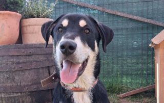 2026_Nordic-Strays-Laki_00 (9)