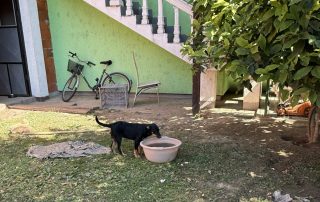 2026_Nordic-Strays-Layka-004