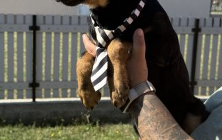 2026_Nordic-Strays-Layka-006