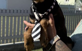 2026_Nordic-Strays-Layka-007