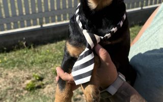 2026_Nordic-Strays-Layka-008