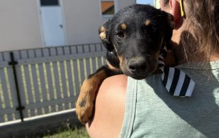 2026_Nordic-Strays-Layka-009