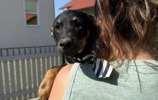 2026_Nordic-Strays-Layka-010