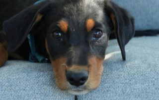 2026_Nordic-Strays-Liny_00 (1)