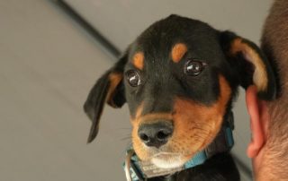 2026_Nordic-Strays-Liny_00 (4)