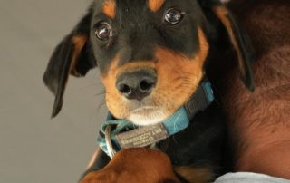 2026_Nordic-Strays-Liny_00 (5)