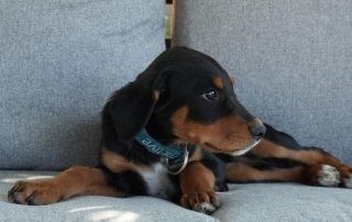 2026_Nordic-Strays-Liny_00 (6)