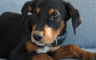 2026_Nordic-Strays-Liny_00 (7)