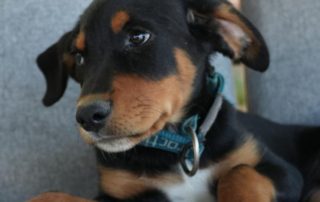 2026_Nordic-Strays-Liny_00 (8)