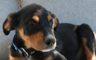 2026_Nordic-Strays-Lir_00 (3)
