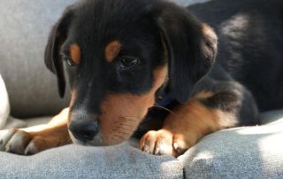 2026_Nordic-Strays-Lir_00 (5)