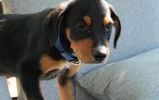 2026_Nordic-Strays-Lir_00 (6)