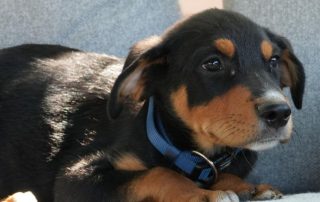 2026_Nordic-Strays-Lir_00 (8)
