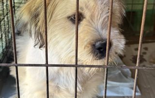 2026_Nordic-Strays-Lulu_00 (10)